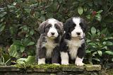 BEARDED COLLIE 471